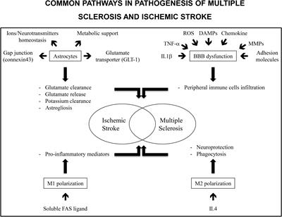 Potentially Common Therapeutic Targets for Multiple Sclerosis and Ischemic Stroke